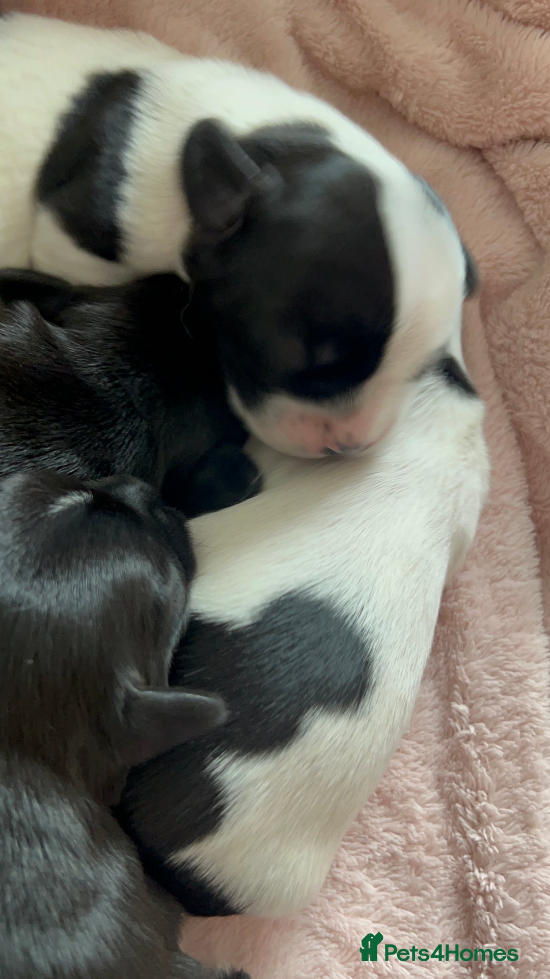 Mixed Breed dogs for sale: Chihuahua x Cocker Spaniel Puppies. 3 Boys/2 Girl - Image 2
