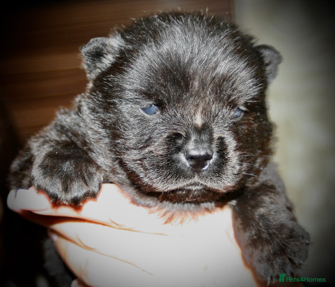 Chow Chow dogs for sale: Chow chow puppies ready to go 20th jan - Advert 14