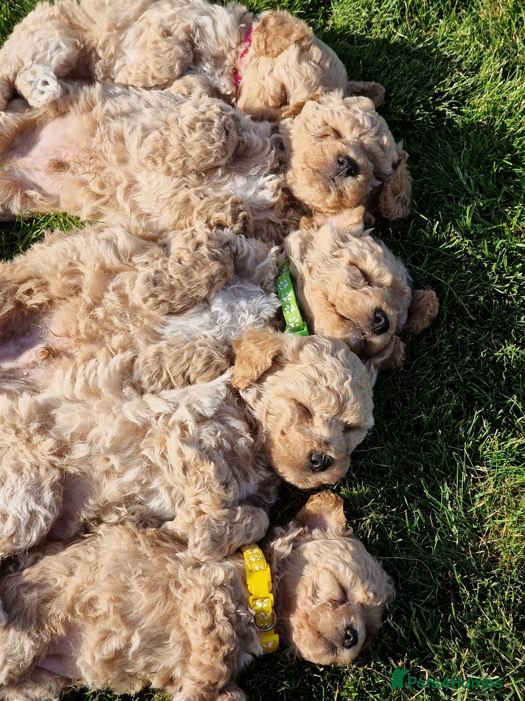 Poochon dogs for sale: Beautiful Poochon Puppies  in Carmarthen - Image 1