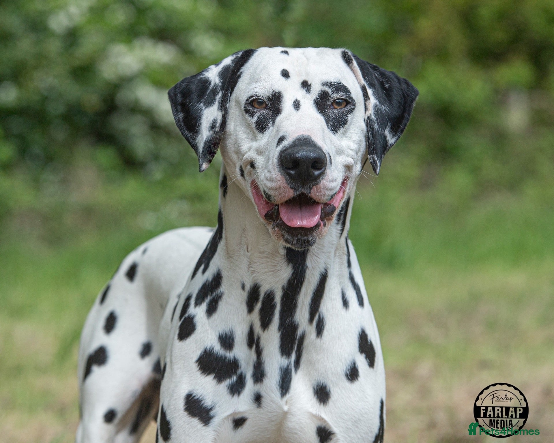 Dalmatian dogs KC Reg Dalmatian for stud  - Advert 3