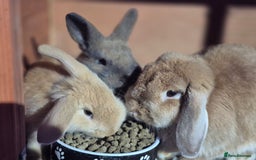 Mini Lop rabbits for sale: ❤️🐰READY NOW! 2 Baby Mini Lop Rabbits Boy & Girl - Image 2