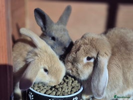 Mini Lop rabbits - Advert 3