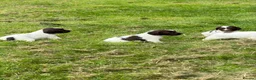 English Springer Spaniel dogs for sale: English Springer Spaniel  in Dunkeld - Advert 4