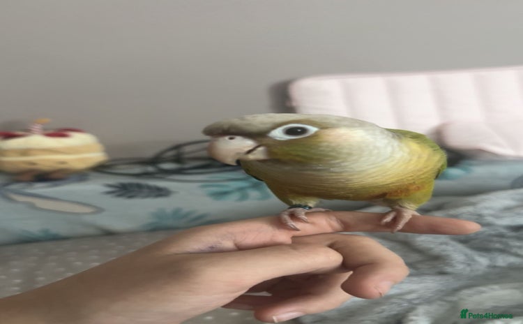Conures birds - Advert 4