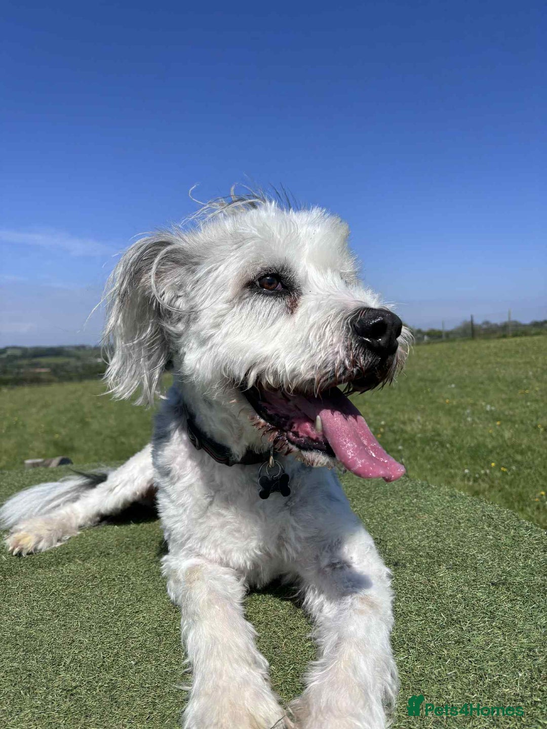 Mixed Breed dogs for adoption: Brian is looking for a home -Mioritic Shepherd  - Image 7