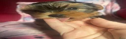 Yorkshire Terrier dogs for sale: 4 Beautiful Yorkshire Terrier Puppies  - Advert 9