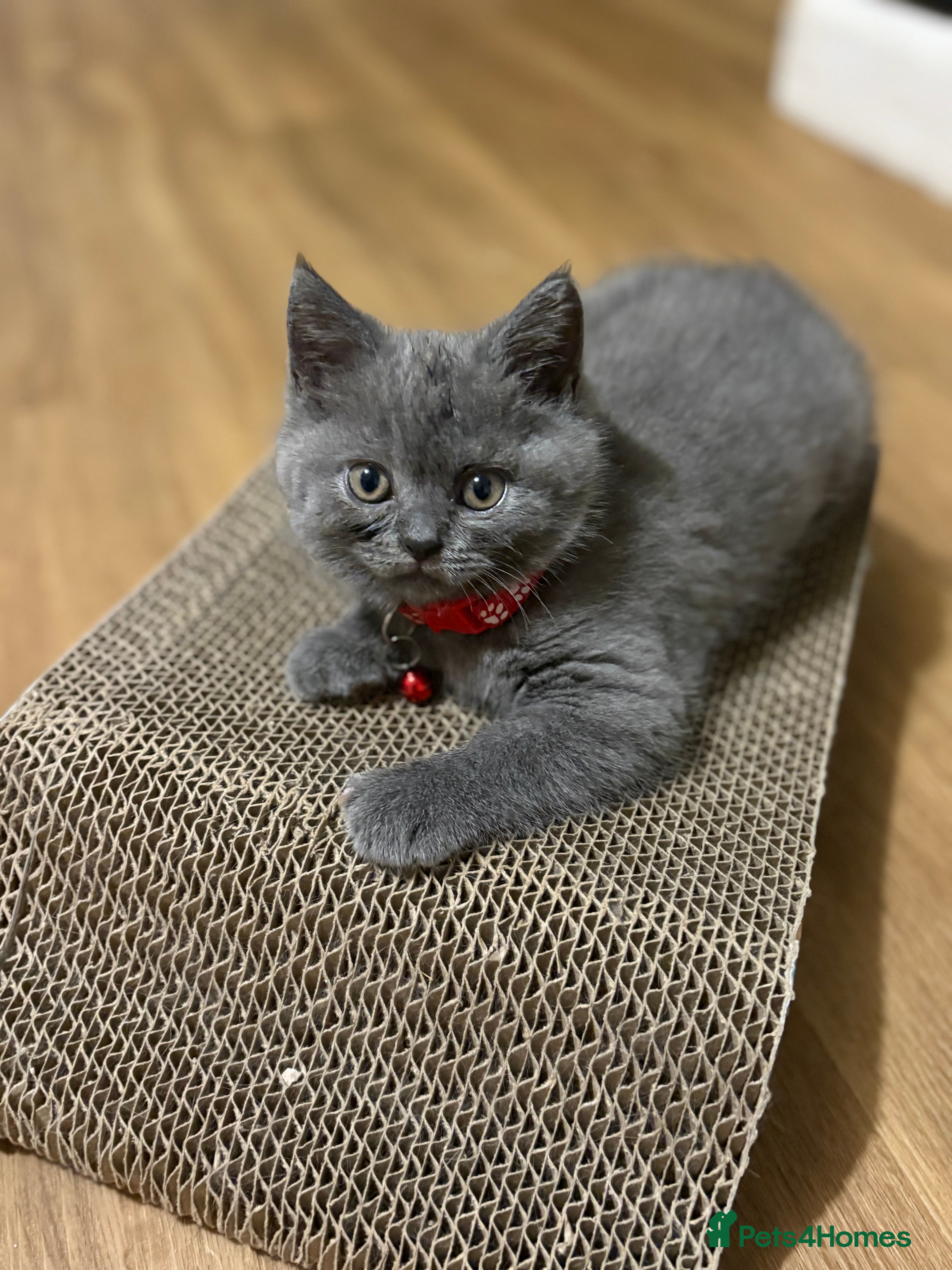 British Shorthair cats Ready now   - Advert 2