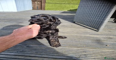 Cockapoo dogs - Advert 1