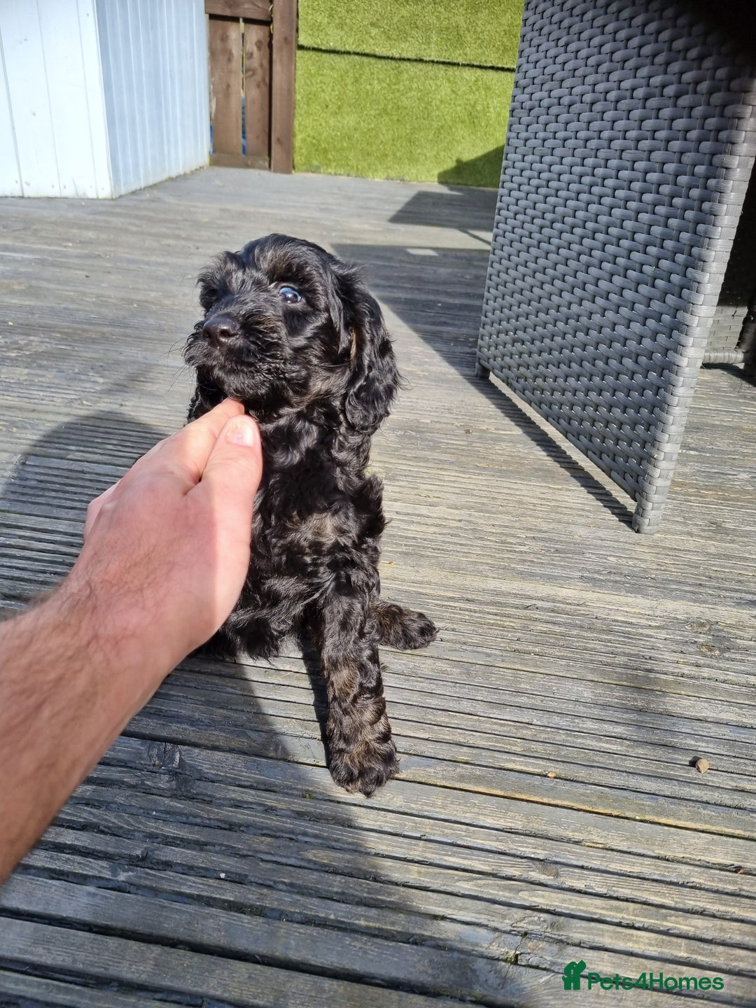 Cockapoo dogs for sale: READY TO LEAVE NOW😍😍😍 - Image 2