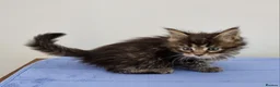 Maine Coon cats for sale: GCCF registered pedigree Maine Coon Kittens  - Advert 15