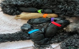 Mixed Breed dogs for sale: F1bb Bedipoo Puppies, due around 15th June in Salisbury - Image 2