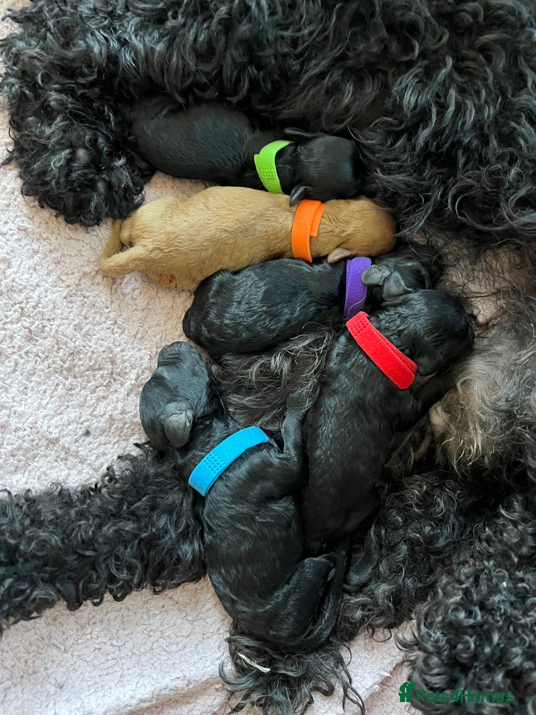 Mixed Breed dogs for sale: F1bb Bedipoo Puppies, due around 15th June in Salisbury - Image 2