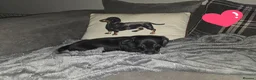 Dachshund dogs for sale: 2 mini daschund left ready to leave 4/9/26 in Bacup - Advert 3