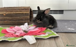 Mini Lion Lop rabbits for sale: Beautiful black lionheads - Image 6