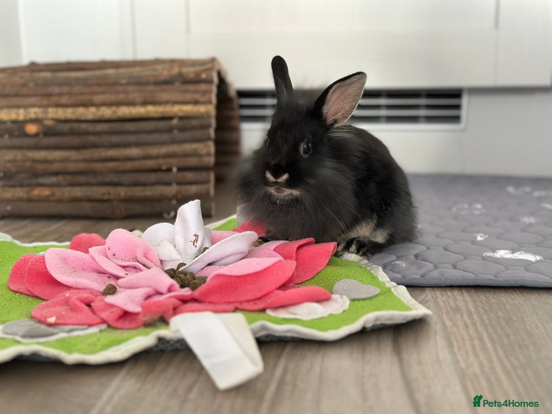 Mini Lion Lop rabbits for sale: Beautiful black lionheads - Image 6