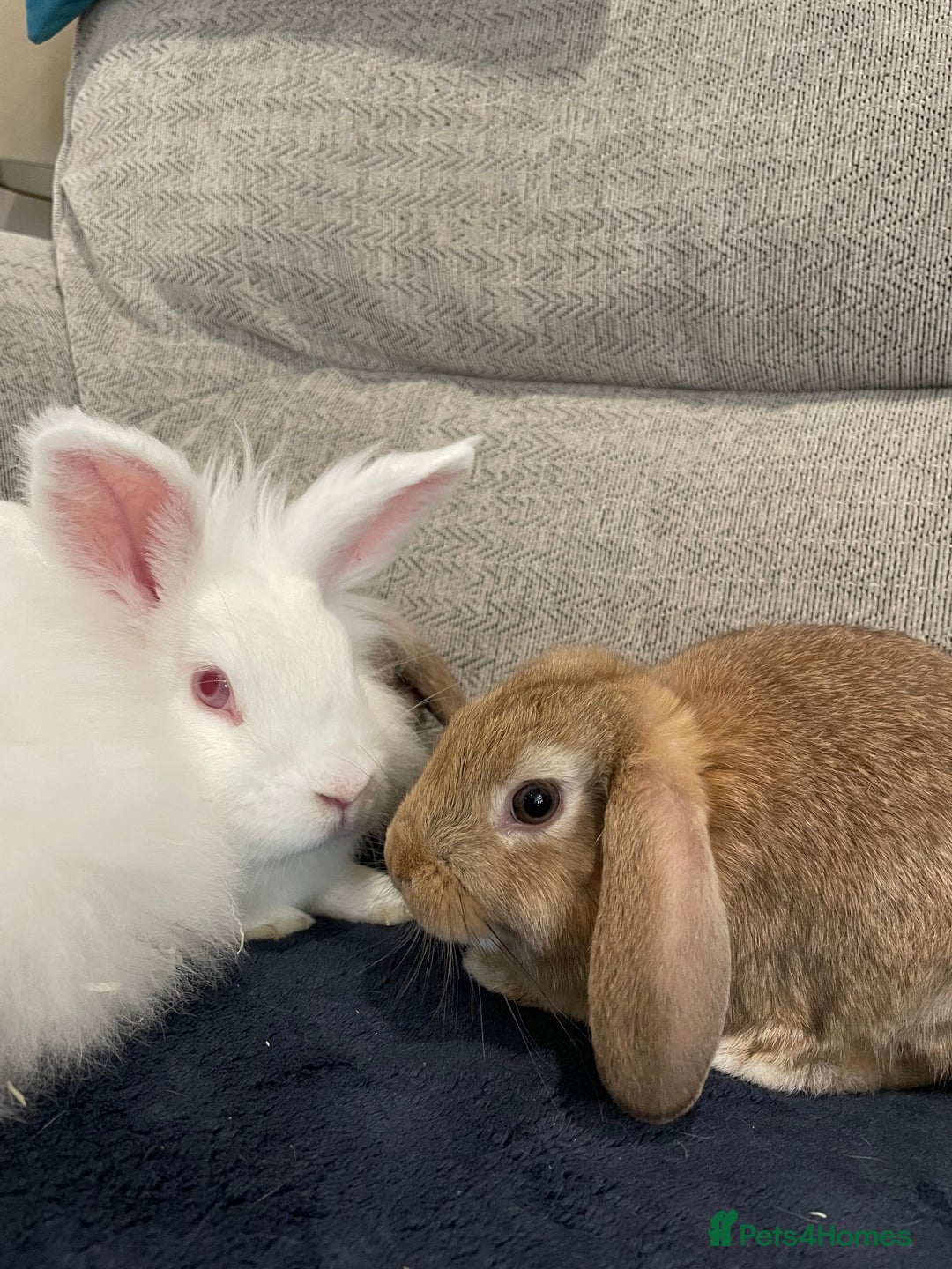 Mini Lop rabbits for sale: Mini lop baby rabbits  - Image 8