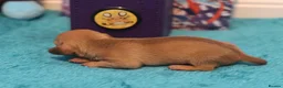 Miniature Dachshund dogs for sale: 4 Miniature Dachshund Pups Red Dapple - Shaded Red - Advert 17