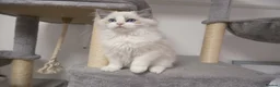 Ragdoll cats for sale: Champion Chunky Ragdoll Kittens-Famous R Bloodline - Advert 7