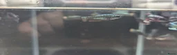Bettas fish for sale: Bettas (Rare) - Advert 10