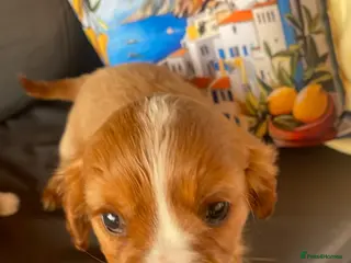 Cavalier King Charles Spaniel dogs Health tested parents Cavalier King Charles ready - Advert 5