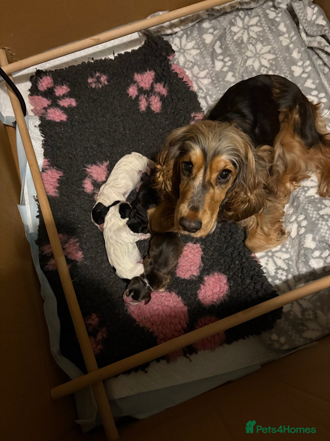 Cocker Spaniel dogs for sale: Stunning kc registered show cocker spaniels  - Advert 2