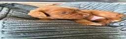 Cocker Spaniel dogs for sale: Working line cocker spaniel fantastic pedigree in Market Rasen - Advert 2