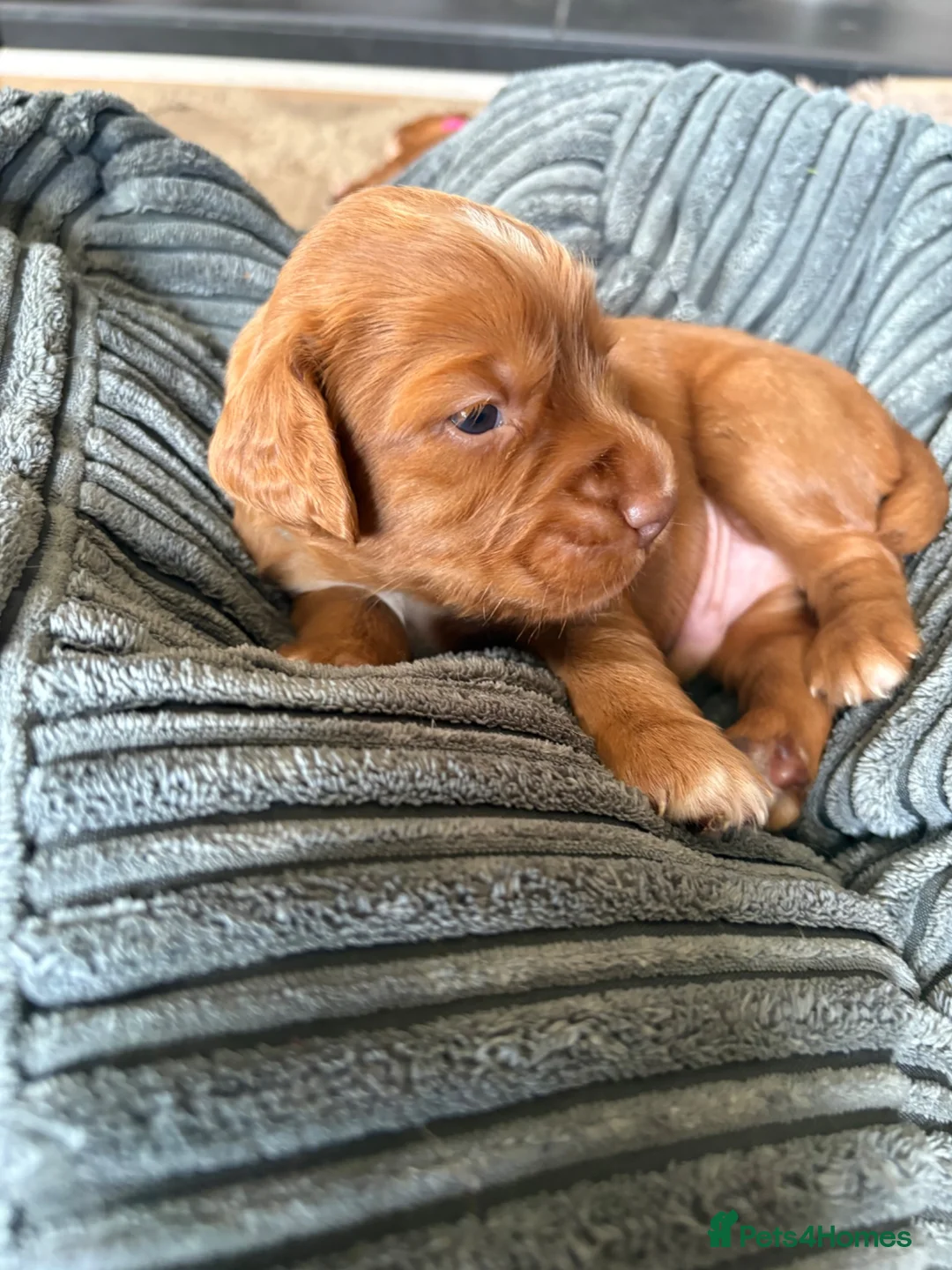 Cocker Spaniel dogs for sale: Working line cocker spaniel fantastic pedigree in Market Rasen - Advert 2