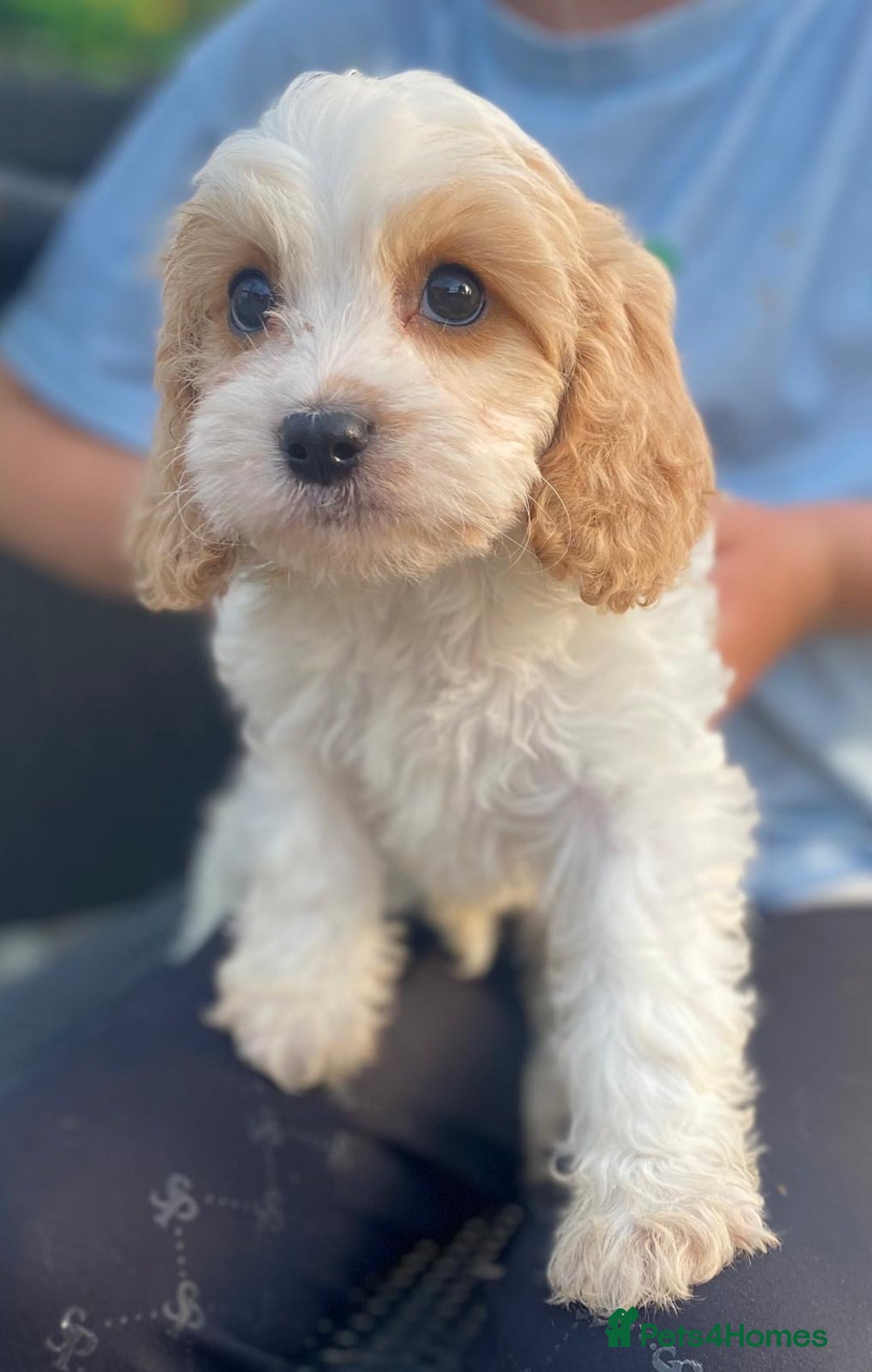 Cavapoo dogs for sale: Cavapoo litter  - Image 3