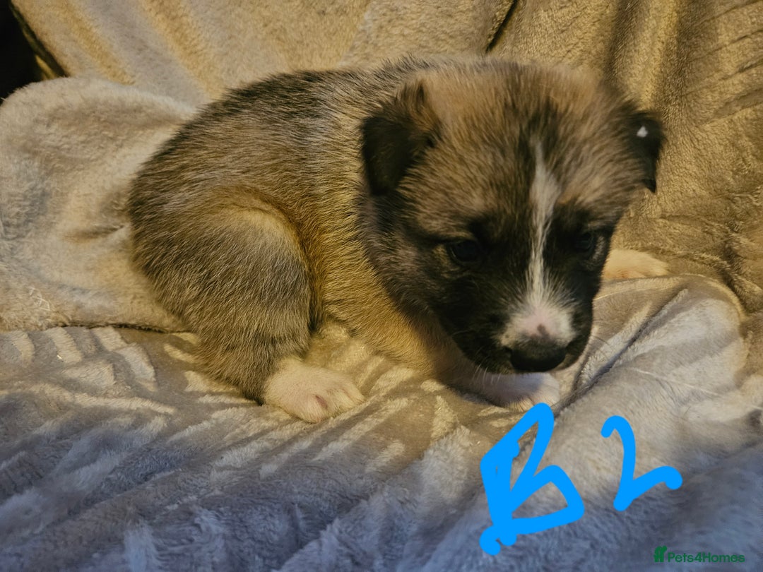 Huskita dogs for sale: Husky x akita puppys - Image 34