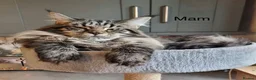 Maine Coon cats for sale: MAINECOON KITTENS  in Stockton-on-Tees - Advert 14