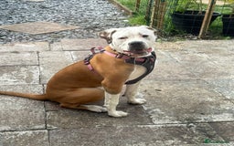 Bullmastiff dogs for sale: Bullmastiff - Image 3