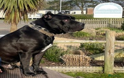 Cane Corso dogs for sale: Gorgeous cane corso - Image 11