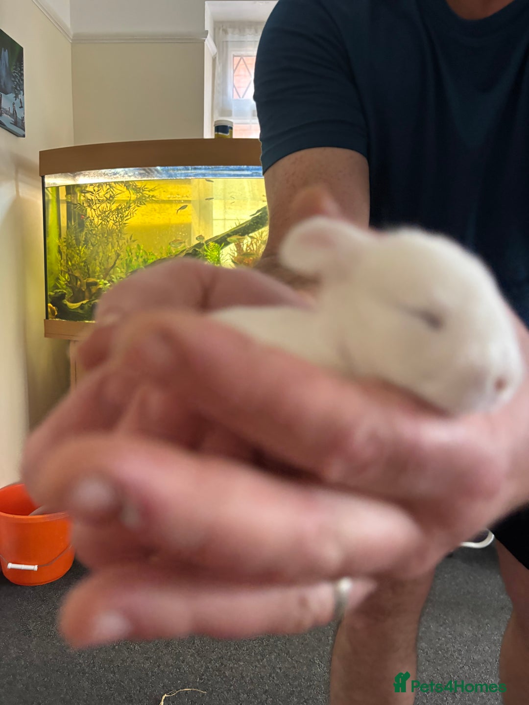 Dwarf Lop rabbits for sale: Baby bunnies - Image 1