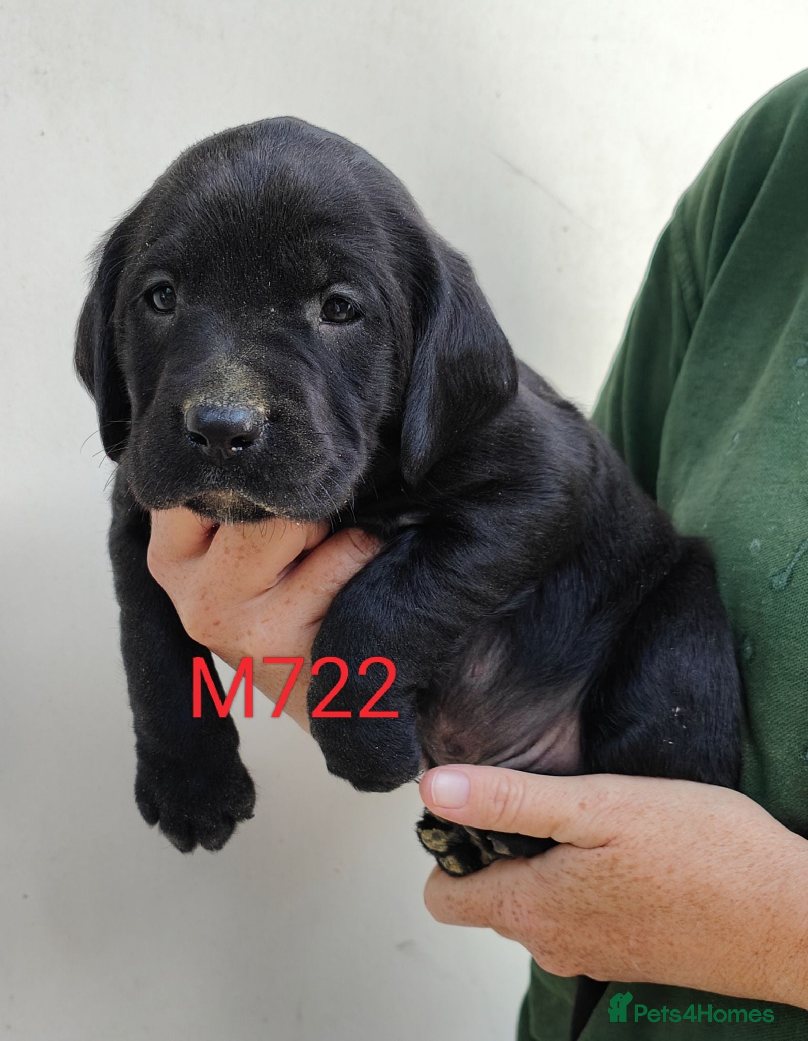 Springador dogs Lovely Springador Puppies Ready to leave now  - Advert 2