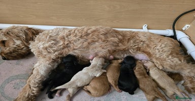 Cockapoo dogs - Advert 7