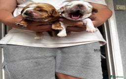 Cocker Spaniel dogs for sale: COME AND MEET US NOW Outstanding  show type - Image 6