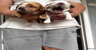 Cocker Spaniel dogs - Advert 9