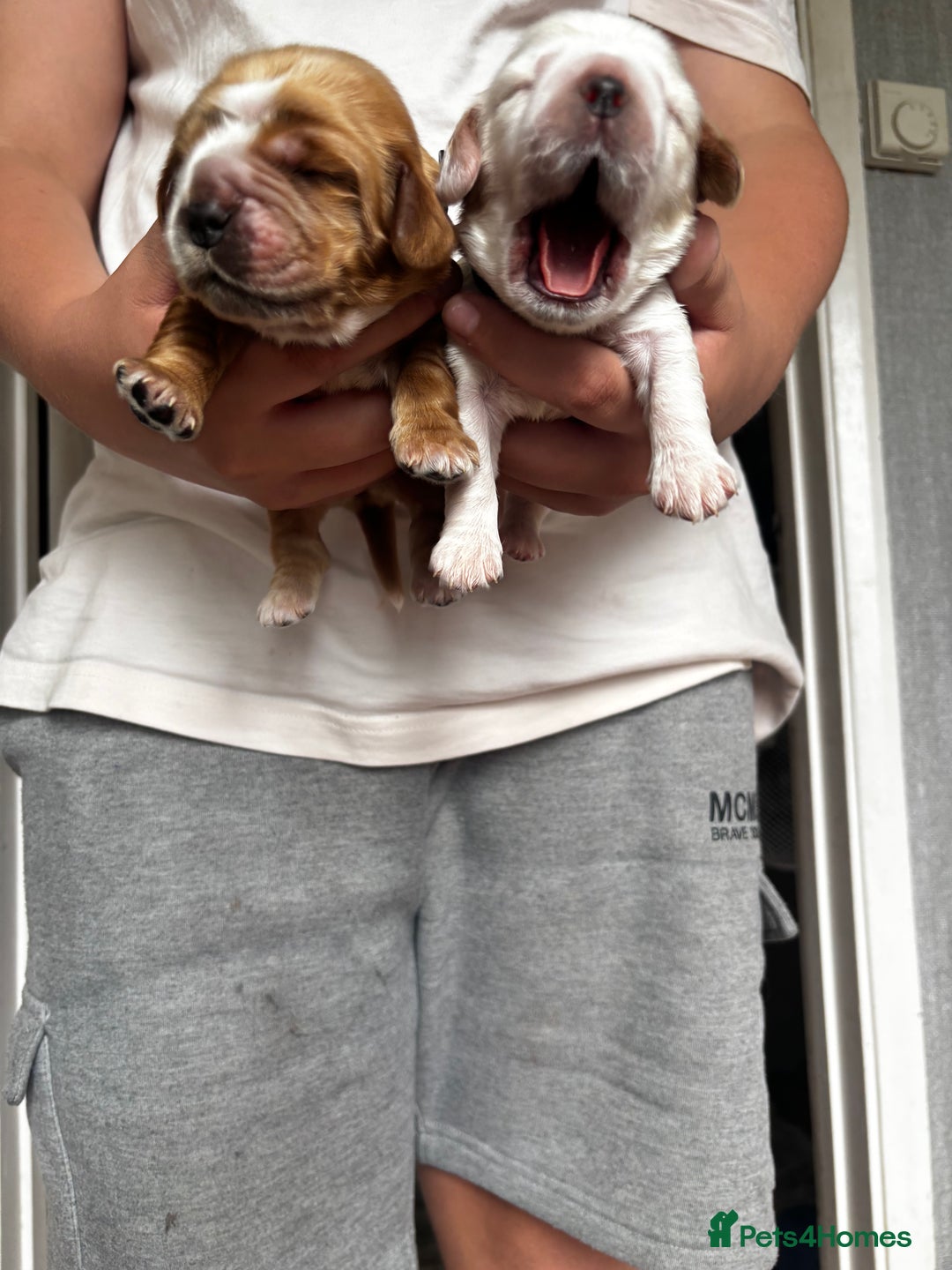 Cocker Spaniel dogs for sale: COME AND MEET US NOW Outstanding  show type - Image 6