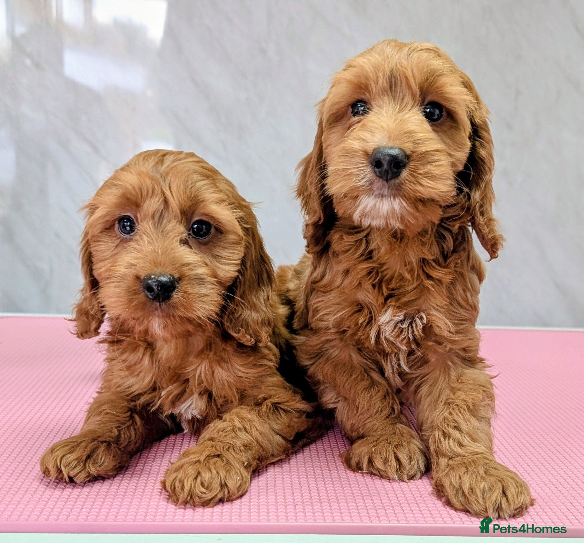 Cockapoo dogs Licensed breeder: Beautiful red health tested pups - Advert 3