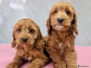 Cockapoo dogs Licensed breeder: Beautiful red health tested pups - Advert 3