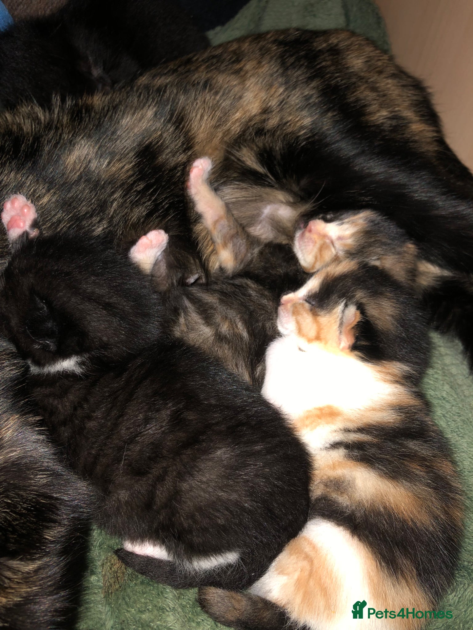 Mixed Breed cats Adorable kittens looking for a loving home. - Advert 1