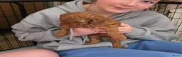 Labradoodle dogs for sale: Beautiful, top quality miniature Labradoodles  - Advert 12