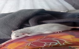 Rat rodents for sale: 2 male (Baby) rats for sale  - Image 2