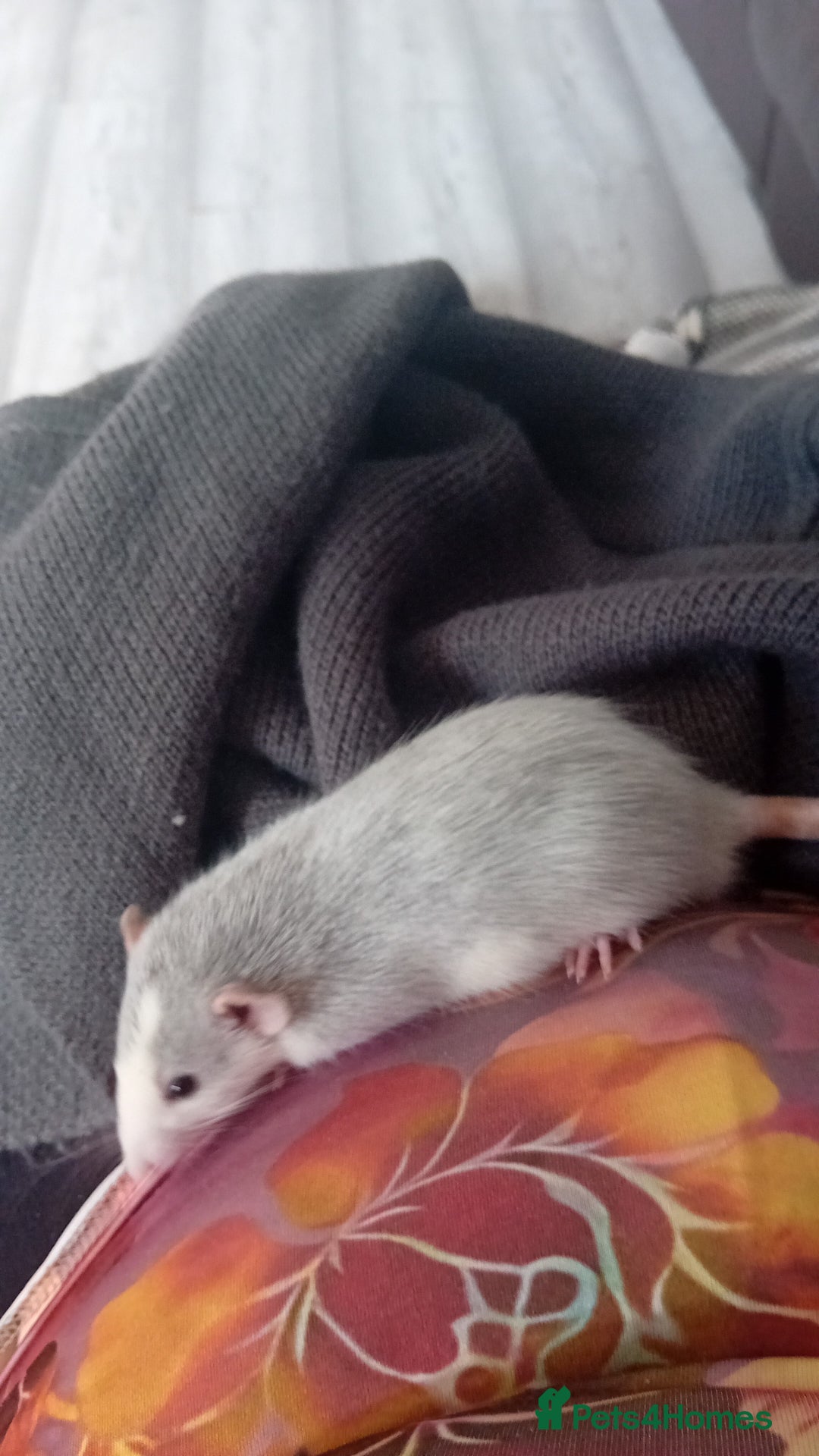 Rat rodents for sale: 2 male (Baby) rats for sale  - Image 2
