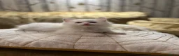 Ragdoll cats for sale: GCCF registered champion sired Ragdoll kitrens - Advert 10
