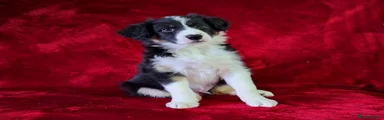 Border Collie Puppy 2