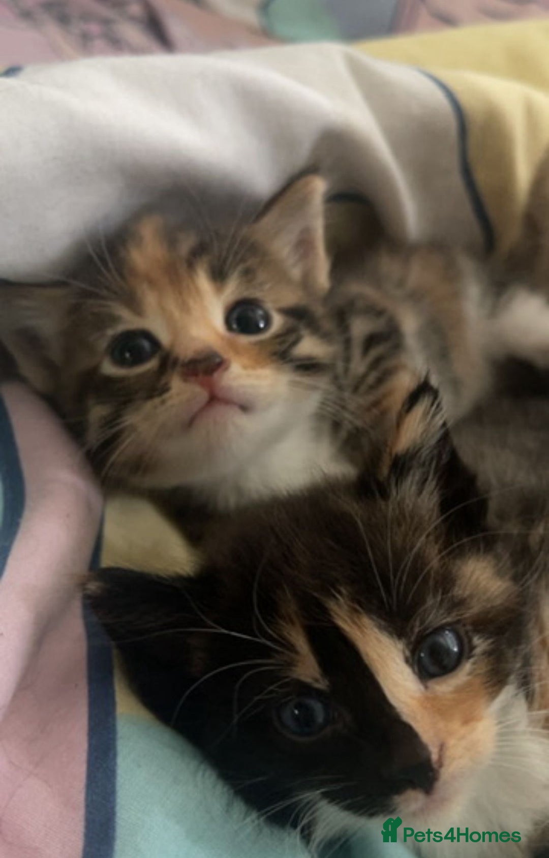Domestic Shorthair cats for sale: 2 Ginger males 2 calico female 1 tabby female - Image 6