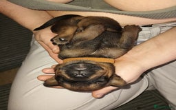 Mixed Breed dogs for sale: Mastiff x rottweiler  - Image 11