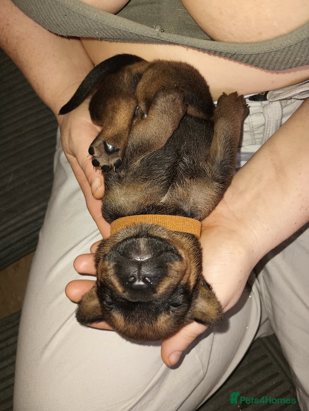 Mixed Breed dogs for sale: Mastiff x rottweiler  - Image 11