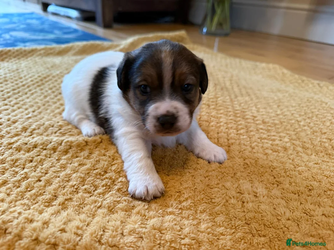 Jack Russell dogs for sale: Beautiful Farm Bred Jack Russell Puppies  - Advert 4